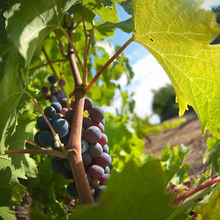 Domaine De La Soucherie - Chambres D'Hotes Beaulieu-sur-Layon Екстериор снимка