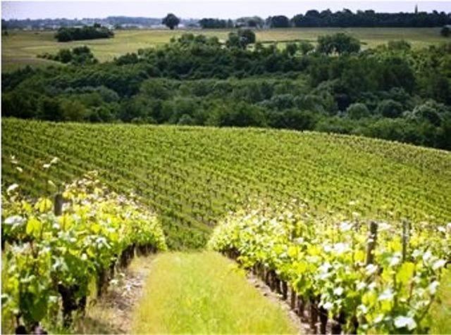 Domaine De La Soucherie - Chambres D'Hotes Beaulieu-sur-Layon Екстериор снимка