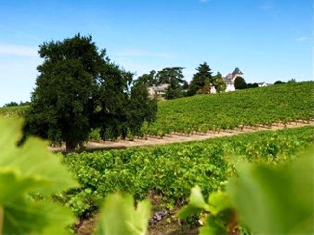 Domaine De La Soucherie - Chambres D'Hotes Beaulieu-sur-Layon Екстериор снимка
