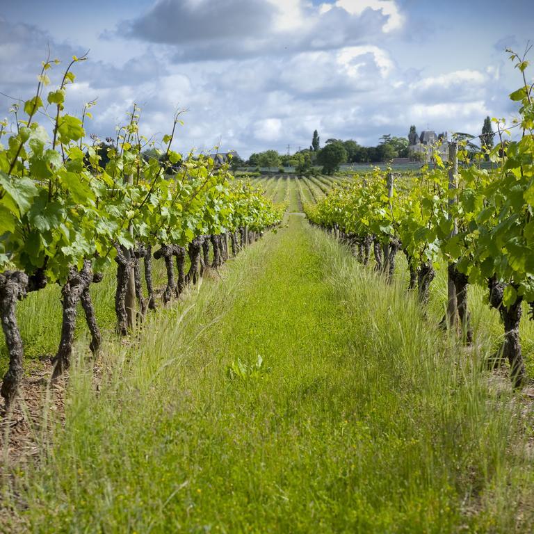 Domaine De La Soucherie - Chambres D'Hotes Beaulieu-sur-Layon Екстериор снимка