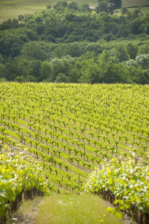 Domaine De La Soucherie - Chambres D'Hotes Beaulieu-sur-Layon Екстериор снимка