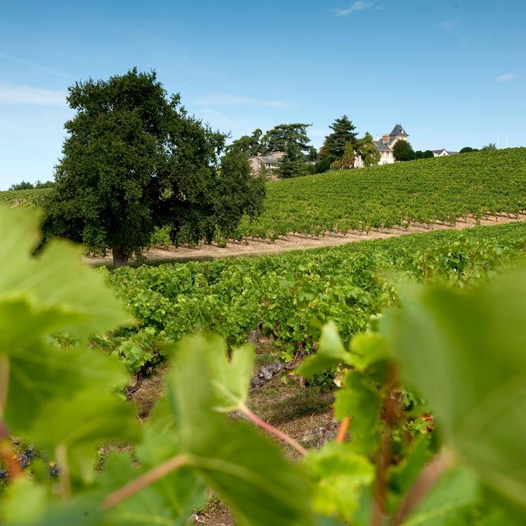 Domaine De La Soucherie - Chambres D'Hotes Beaulieu-sur-Layon Екстериор снимка